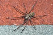 grijze huisspin (tegenaria domestica) 3-2012 5659